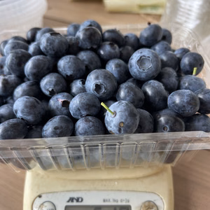 ブルベリー　500g 有機JAS 農薬は使ってません