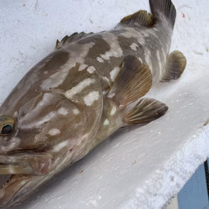 【松島産】天然クエ（1.8kg）