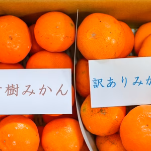 早生みかん食べ比べセット（古樹みかん・訳あり有田みかん）（大小混合）