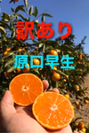 【訳あり】原口早生みかん 長崎県雲仙市産 箱込み3kg、5kg、10kg