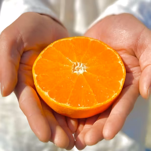 せとか2kg＋甘平2kg【柑橘食べ比べ】