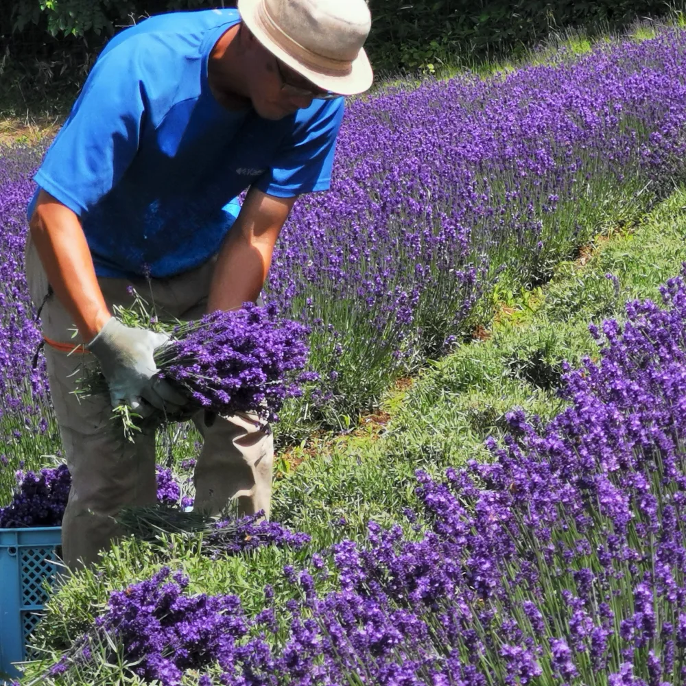 リアル イングリッシュラベンダー 生花 切花 25本 摘みたて メルカリ便