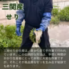 【三関産せり】せり 鍋 お歳暮 芹 鍋料理  きりたんぽ 秋田 セリ 天ぷら