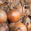 無農薬・無化学肥料で育てた玉ねぎ（大〜小サイズミックス）