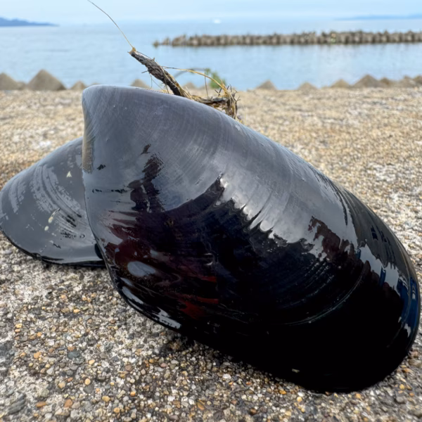 【3年物へのこだわり】天然ムール貝【5K】