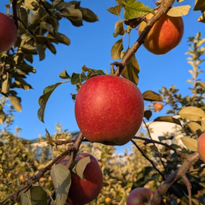 山形県産　希少品種　千秋