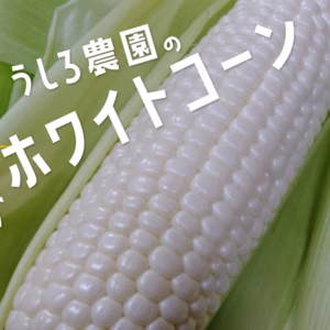 【訳あり】この美味しさにハマる！！朝採りホワイトコーン