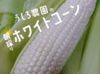 【訳あり】この美味しさにハマる！！朝採りホワイトコーン