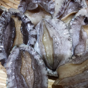 食べ比べ！柔らか壱岐！活き！アワビ2種　※北海道．沖縄へは発送出来ません。