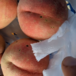 家庭用（訳あり品）桃７月農家から朝採り直送便【クール発送】