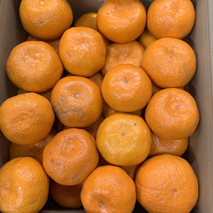 蔵出し　本貯蔵みかん　大玉ちゃん　訳あり