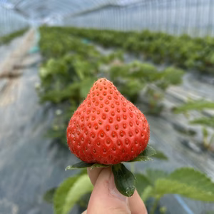 情熱いちご(訳あり品)