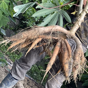 【化成肥料・農薬不使用】やみつき！キャッサバ芋（レシピ付）