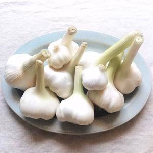 【有機JAS認証・期間限定】生にんにくバラ 南アルプスの有機野菜 500g