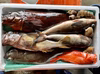 竹【知床らうす直送】船頭にお任せ！鮮魚ボックス（詰め合わせ）