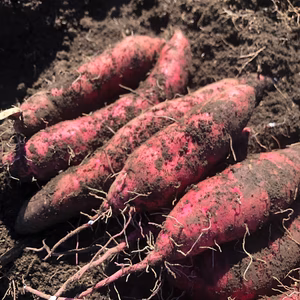 6kg さつまいも（紅はるか）農薬、化学肥料不使用