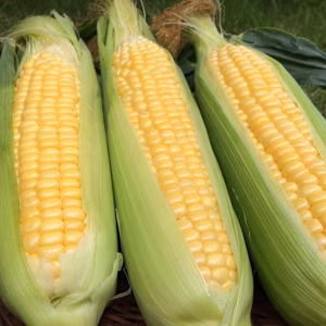 朝採り！シャキシャキ自然な甘さのとうもろこしお得用（わくわくコーン）