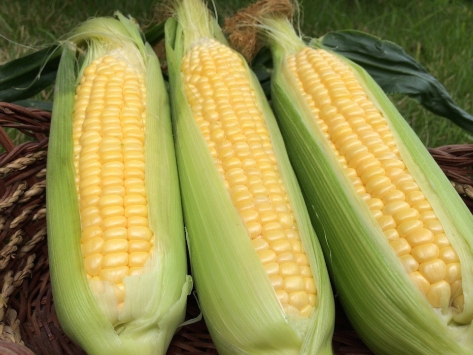 バックナンバー]とうもろこし開幕🌽初夏の珍食材も食べ逃さないゼ