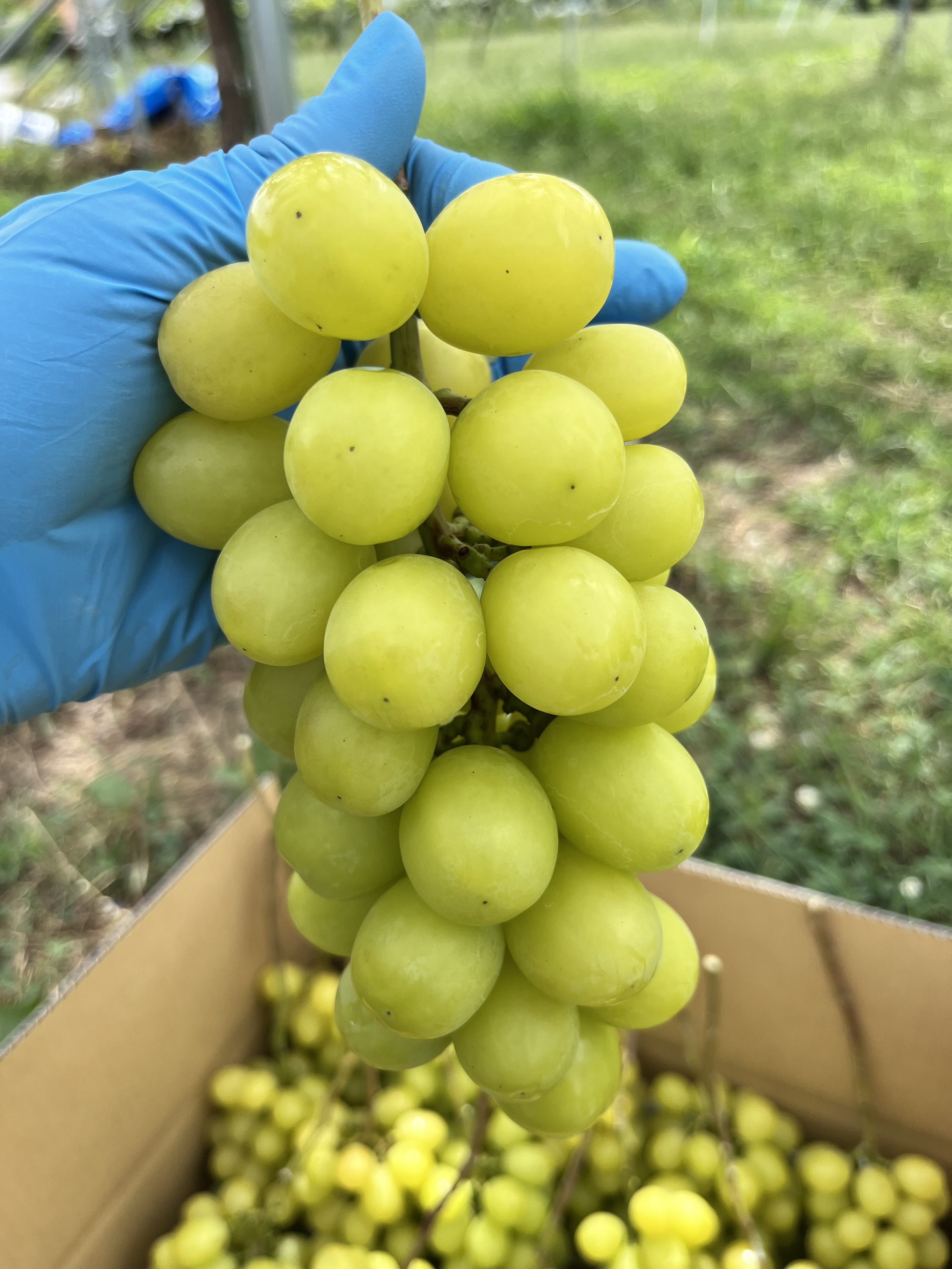 2026年長野県産大人気‼️シャインマスカット』家庭用｜ぶどうの商品