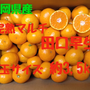 タイムセール　静岡県産　完熟マルチ　田口早生　小玉サイズ　約3.5㎏