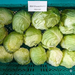 形は不揃い、味は本物。島根の農家が育てた訳ありキャベツ【約10kg】