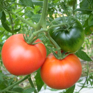 【熊本産】こだわりの完熟トマト　桃太郎