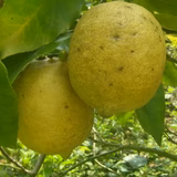 高田伸夫 | 優希(株)