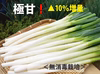 ⭕️10％増量❗極甘❗越冬ネギ ⭕️＜無消毒栽培＞✨S～Lｻｲｽﾞ22～36本
