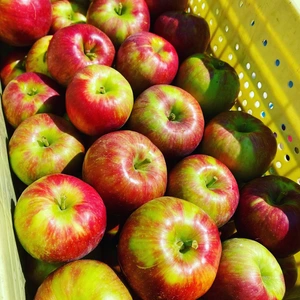 すーっぱい！夏りんご　シナノレッド！　3キロ箱A品、Ｂ品ミックス