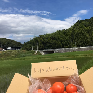 【お買い得】訳ありトマト2kg 