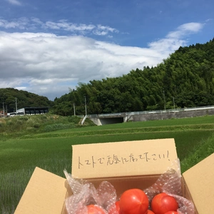 【お買い得】訳ありトマト2kg 