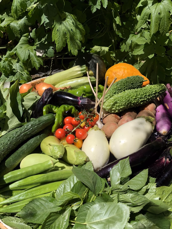 夏の喜助農園の野菜BOX Mサイズ７月31日水曜日出荷翌日到着