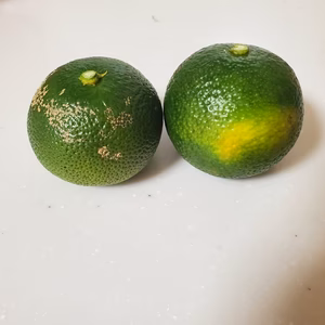 露地栽培　へべす　B品　約1.8キロ