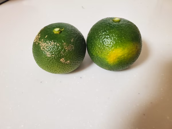 露地栽培　へべす　B品　約1.8キロ