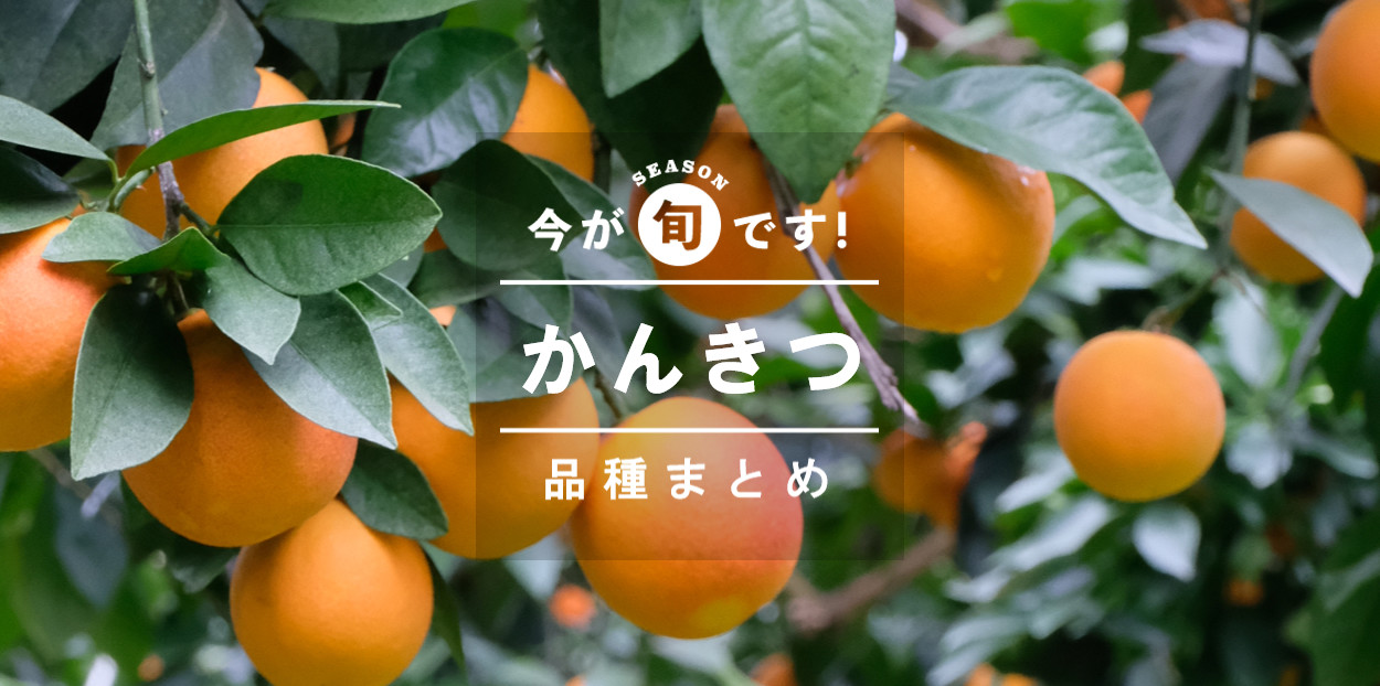 70種類】柑橘類・みかんの品種を一覧紹介！甘さ・シーズンなど購入可能な品種図鑑 | 農家漁師から産地直送の通販 ポケットマルシェ