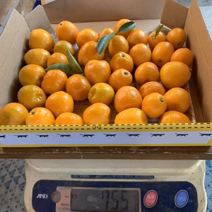 カイ様専用　農薬不使用　熊本県八代産　大玉キンカン2kgグラムほど