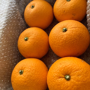 綺麗で大きな甘夏。農薬不使用栽培。