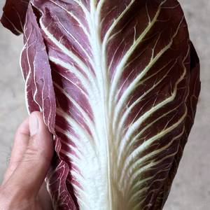 青森県産プレコーチェ　合計2-3玉　700-800g