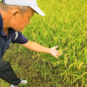令和5年産　早期水稲コシヒカリ10kg