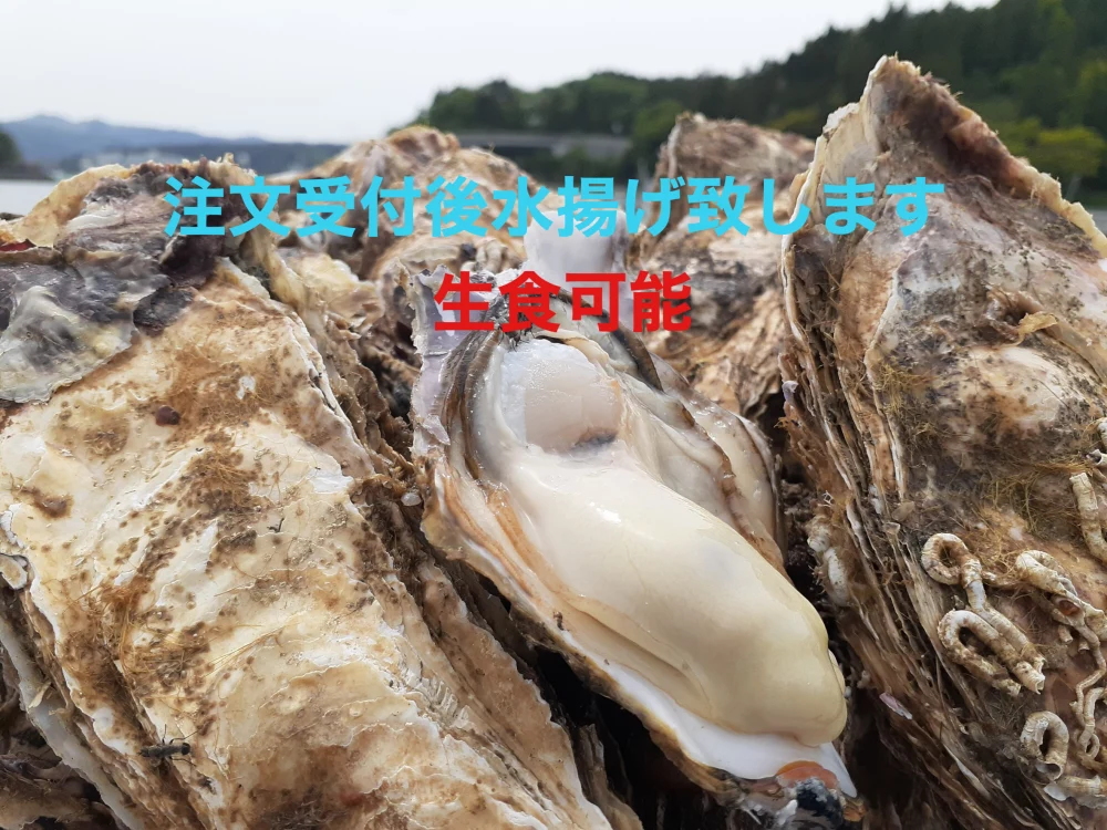 10/12〜順次発送♪ 生食OK 南三陸志津川産　真牡蠣4kg（kg/6〜9個）