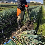 安井貞彦 | 貞丸農園