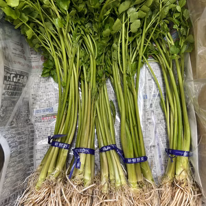 【三関産せり5束分】せり 約550g 鍋 せり しゃぶしゃぶ 旬