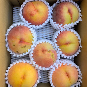 黄金桃 果肉が黄色の桃 【訳あり】約２K