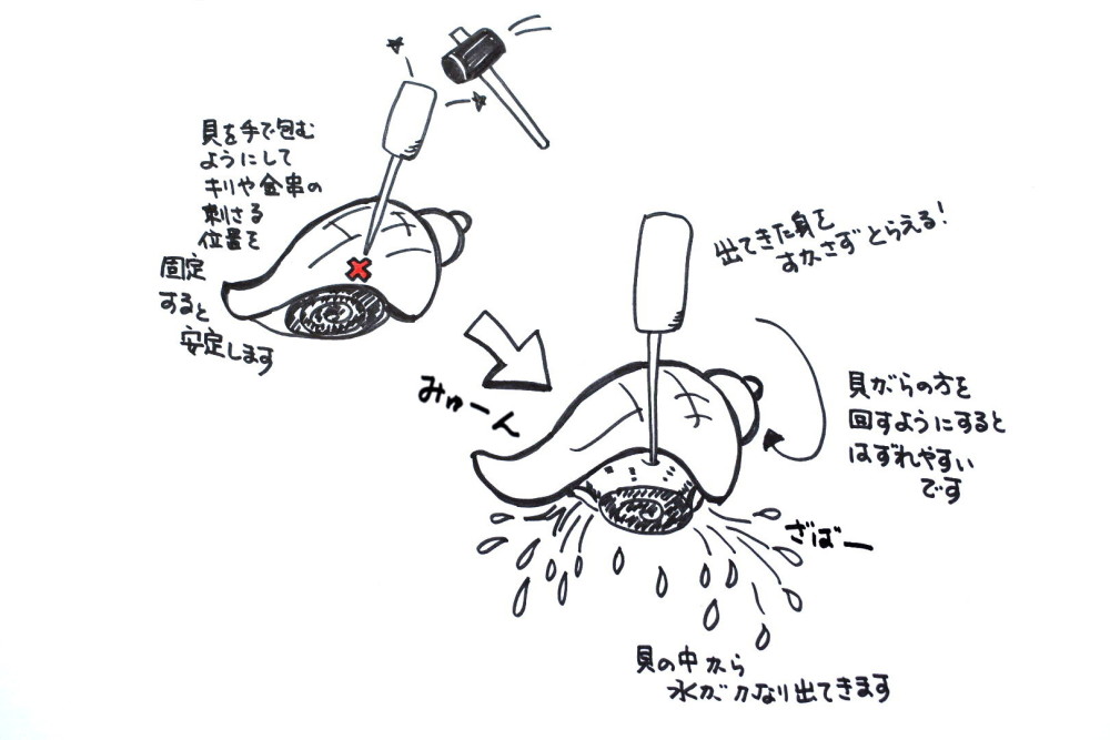 生きてる青つぶ貝 見たことある 家庭での簡単さばき方と絶品食べ方をご紹介 農家漁師から産地直送の通販 ポケットマルシェ