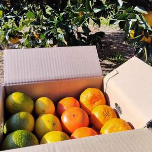 みかんグラデーションセット