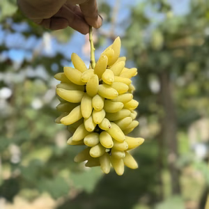 ふんわーり甘ーい香りがする希少品種　ゴールドフィンガー　皮食ok