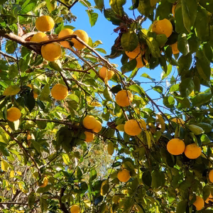 【訳あり】果汁たっぷり！安心安全の黃かぼす　箱込５kg