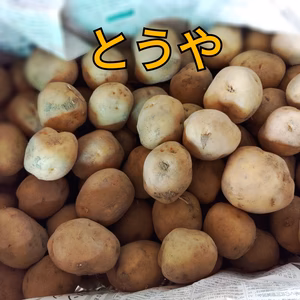 【自然栽培】【サイズ不選別】じゃが芋・とうや《1kg》