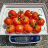 【自然栽培】固定種中玉トマト★農薬・肥料不使用｜アミーゴトマト