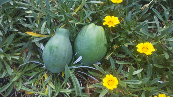 【リピーター限定3月号】  東京青パパイヤ１キロ